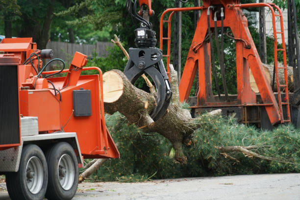 How Our Tree Care Process Works  in  West Liberty, IA