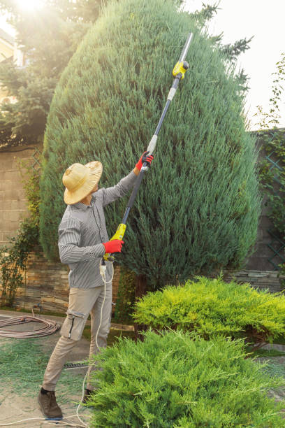 Professional Tree Care Services in West Liberty, IA